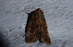 Ichneutica morosa