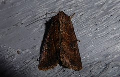Ichneutica morosa