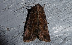 Ichneutica morosa