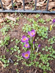 Crocus