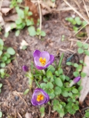 Crocus