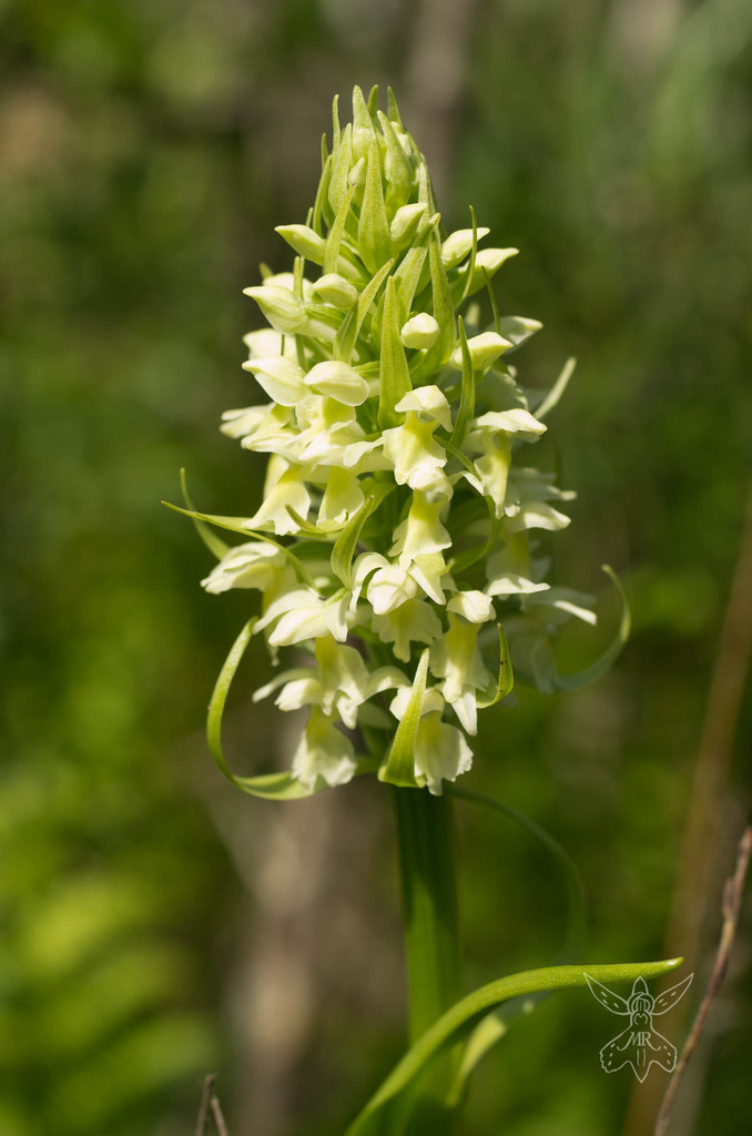 Dactylorhiza incarnata (L.) Soó 2