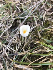 Crocus vernus