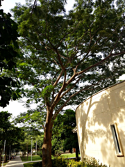 Enterolobium cyclocarpum