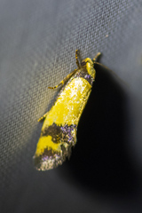 Olbonoma triptycha