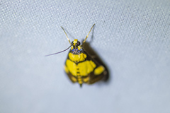 Deuterarcha xanthomela