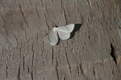 Perigramma albivena