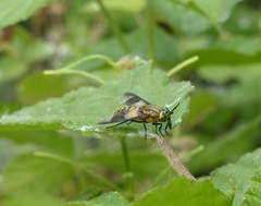 Chrysops viduatus