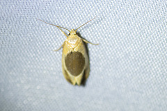 Hoplomorpha abalienella