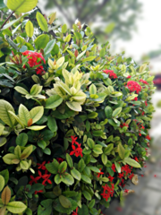 Ixora coccinea