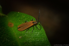 Trichalus ampliatus
