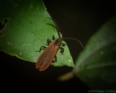 Trichalus ampliatus