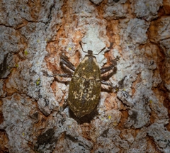 Eutyrhinus meditabundus