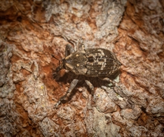 Eutyrhinus meditabundus