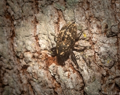 Eutyrhinus meditabundus