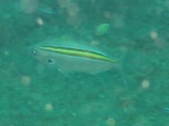 Caesio xanthalytos