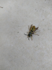 Vespula germanica