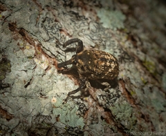 Eutyrhinus meditabundus