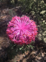 Isopogon dubius