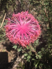 Isopogon dubius