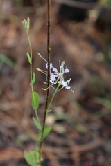 Image of Warea amplexifolia
