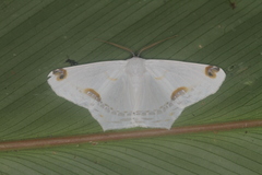 Sericoptera area
