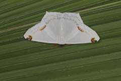 Sericoptera area