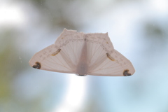 Sericoptera area