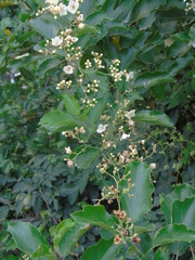 Cordia alba