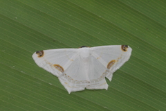 Sericoptera area