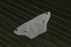 Sericoptera area