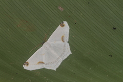 Sericoptera area
