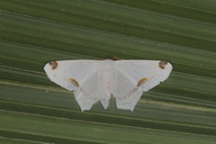 Sericoptera area