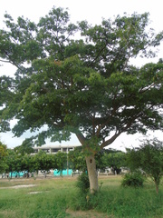 Albizia niopoides colombiana
