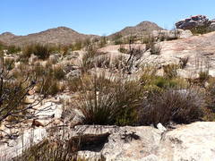 Thamnochortus papyraceus