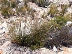 Thamnochortus papyraceus