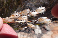 Thamnochortus papyraceus
