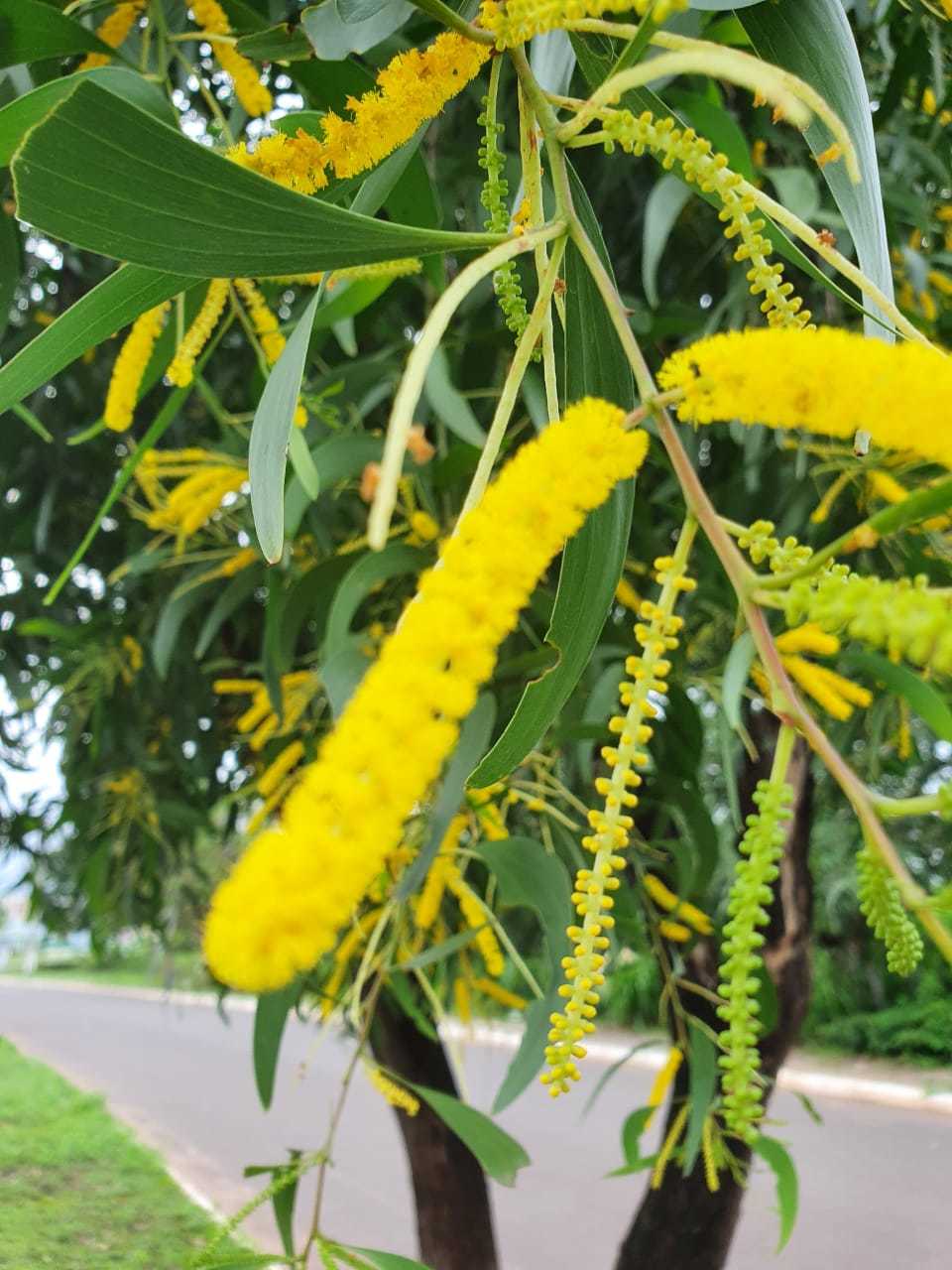 Acacia auriculiformis