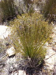 Thamnochortus papyraceus