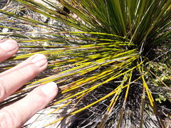 Thamnochortus papyraceus