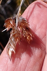 Thamnochortus papyraceus