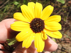 Helianthus debilis cucumerifolius