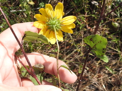 Helianthus debilis cucumerifolius