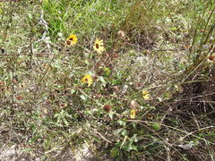 Helianthus debilis cucumerifolius