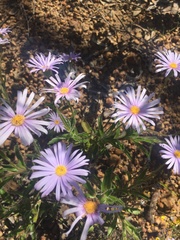 Brachyscome iberidifolia