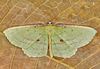 Seagrape Spanworm Moth - Photo (c) Eduardo Axel Recillas Bautista, some rights reserved (CC BY-NC), uploaded by Eduardo Axel Recillas Bautista