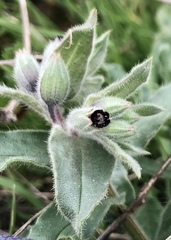 Nonea vesicaria