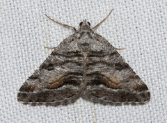 Macaria colata