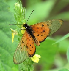 Acraea neobule