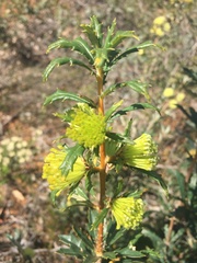 Banksia polycephala